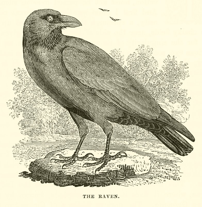 El cuervo (grabado) de English School