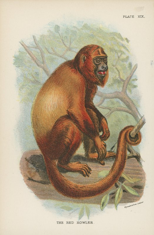 El aullador rojo de English School