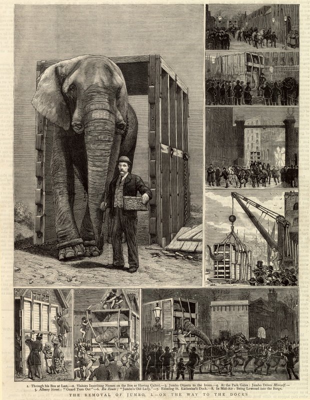 La Remoción de Jumbo de English School