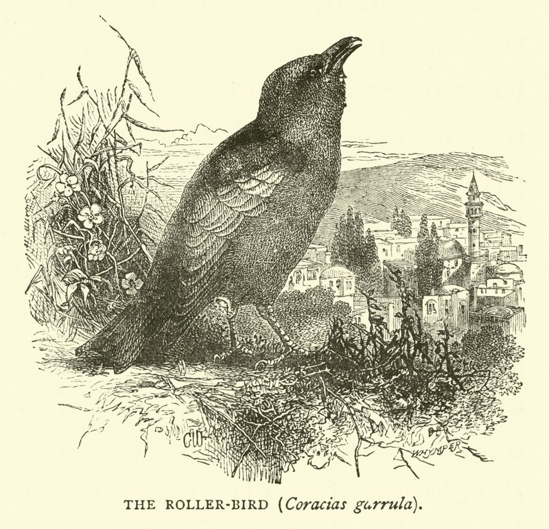 El pájaro rodador, Coracias garrula de English School