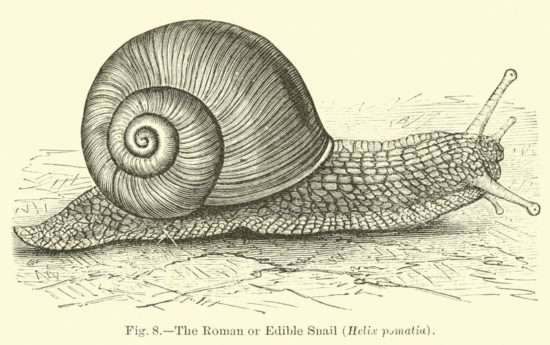 El caracol romano o comestible (Helix pomatia) de English School