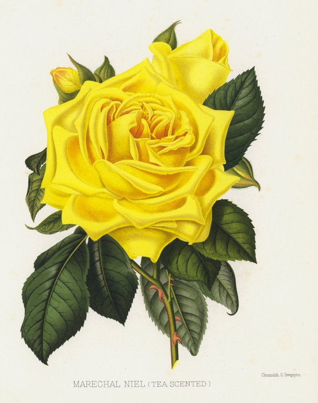 El jardín de rosas: Marechal Niel, Té Perfumado de English School
