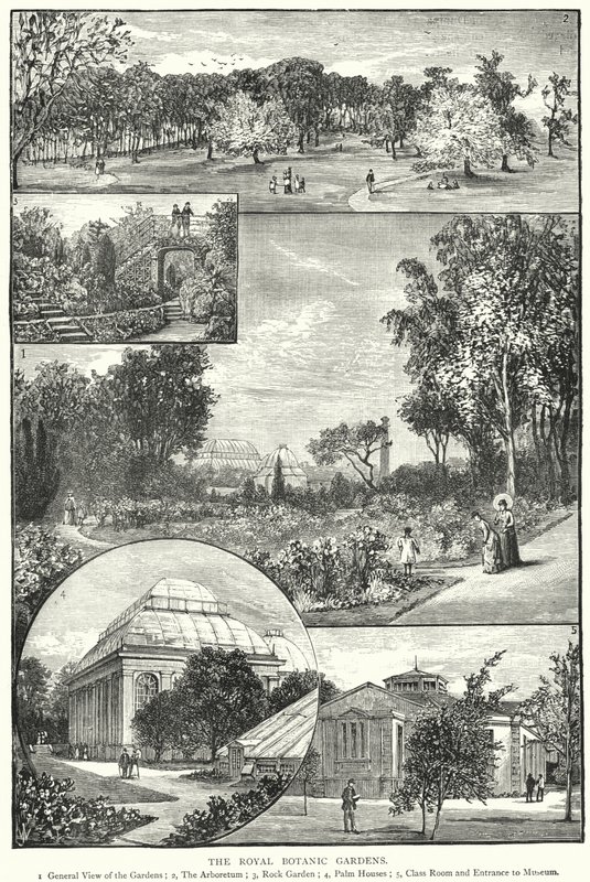 Los Jardines Botánicos Reales (grabado) de English School