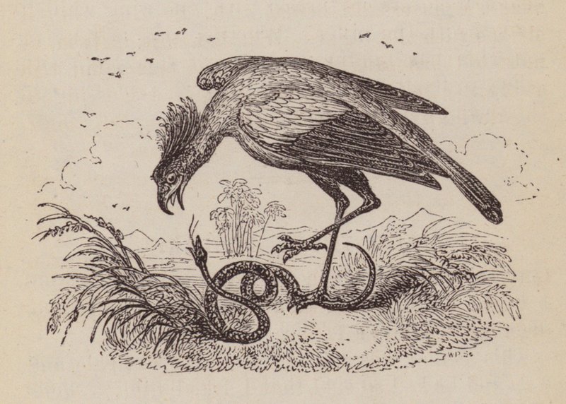 El pájaro secretario (grabado) de English School