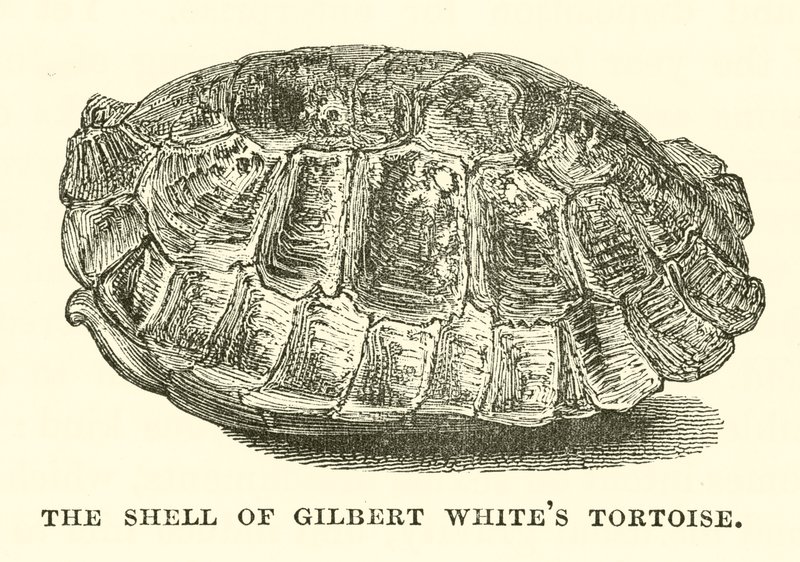 El caparazón de la tortuga de Gilbert White (grabado) de English School