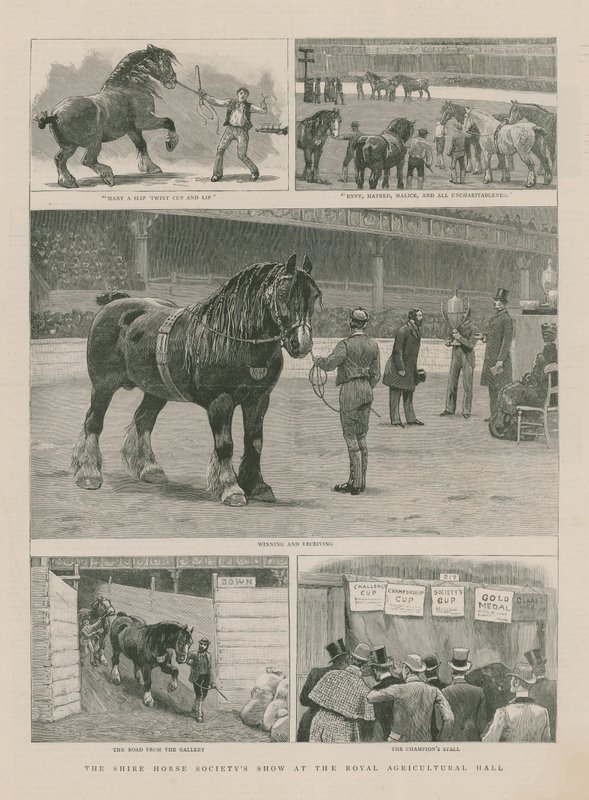 El espectáculo de la Shire Horse Society en el Royal Agricultural Hall de English School