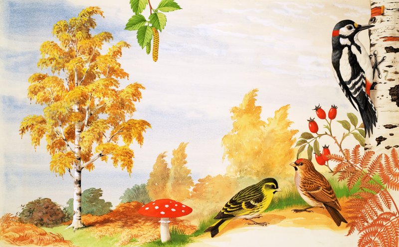 El abedul plateado y los animales y plantas que podrías encontrar a su alrededor de English School