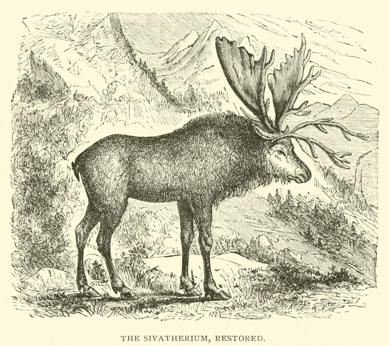 El Sivatherium, restaurado de English School