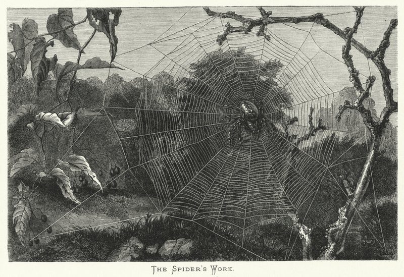 El trabajo de la araña de English School