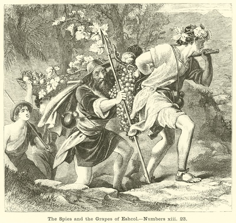 Los espías y las uvas de Escol, Números, xiii, 23 de English School