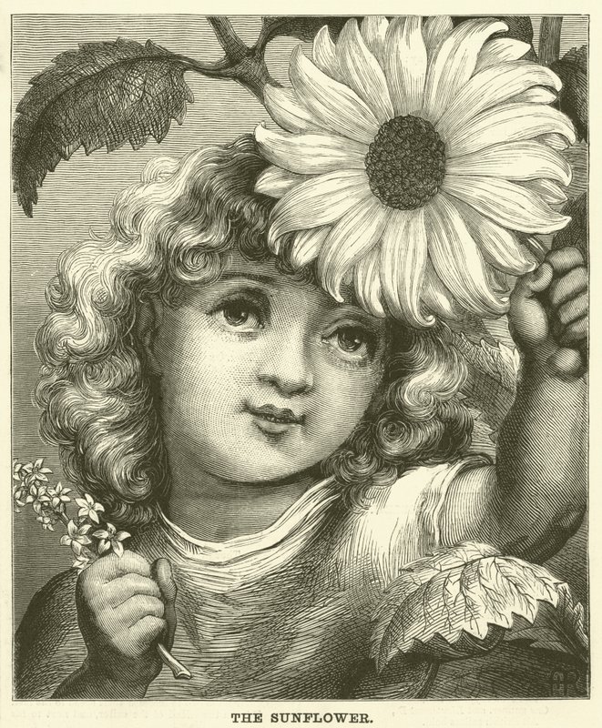 El girasol (grabado) de English School