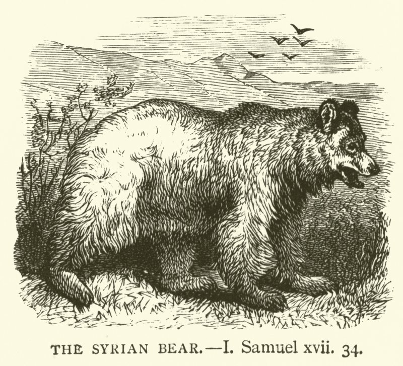 El Oso Sirio, I, Samuel, xvii, 34 de English School