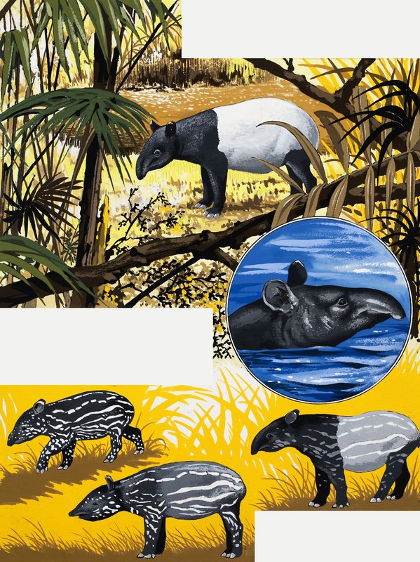 El tapir de English School