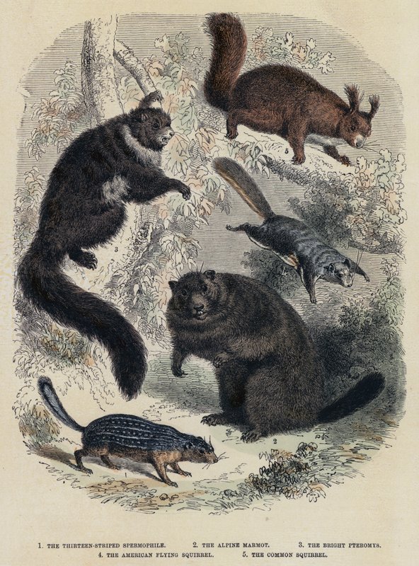 El Espermófilo de Trece Rayas, La Marmota Alpina, El Pteromys Brillante, La Ardilla Voladora Americana, La Ardilla Común de English School