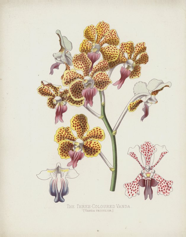 La Vanda Tricolor, Vanda Tricolor de English School