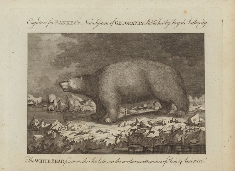 El oso blanco de English School