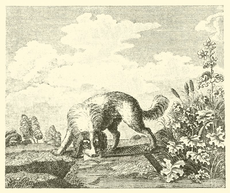 El perro y la sombra (grabado) de English School
