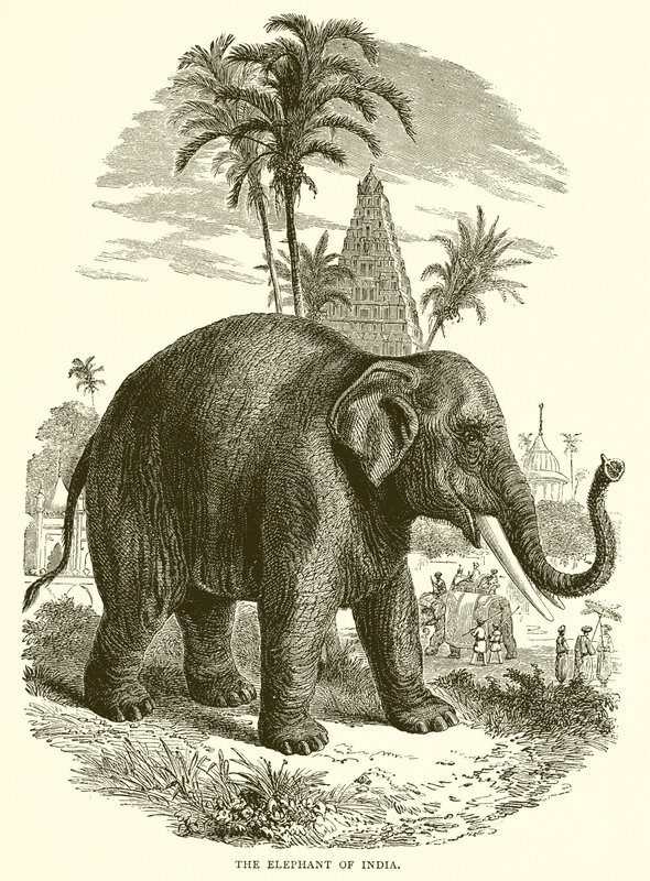 El elefante de la India de English School