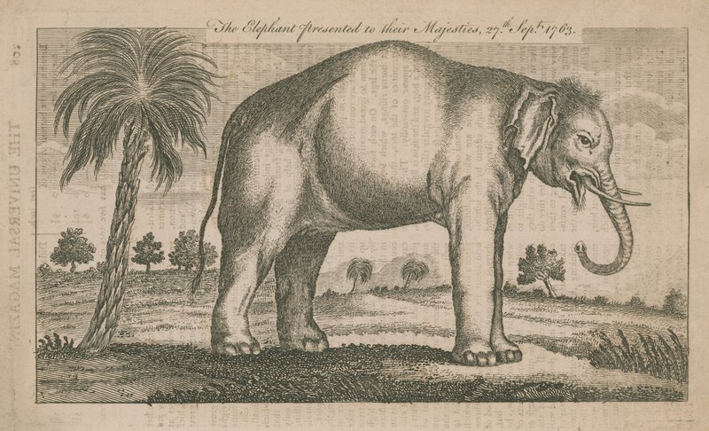 El elefante presentado a Sus Majestades de English School