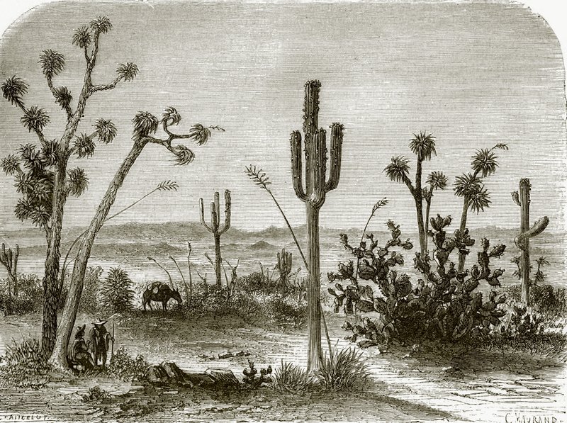 El cereus gigante de English School