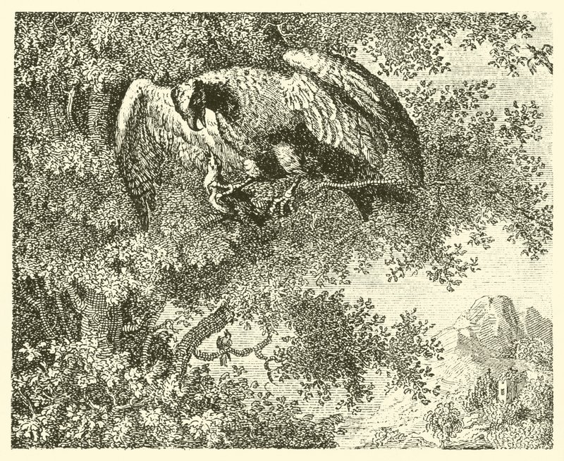 El halcón y el ruiseñor (grabado) de English School
