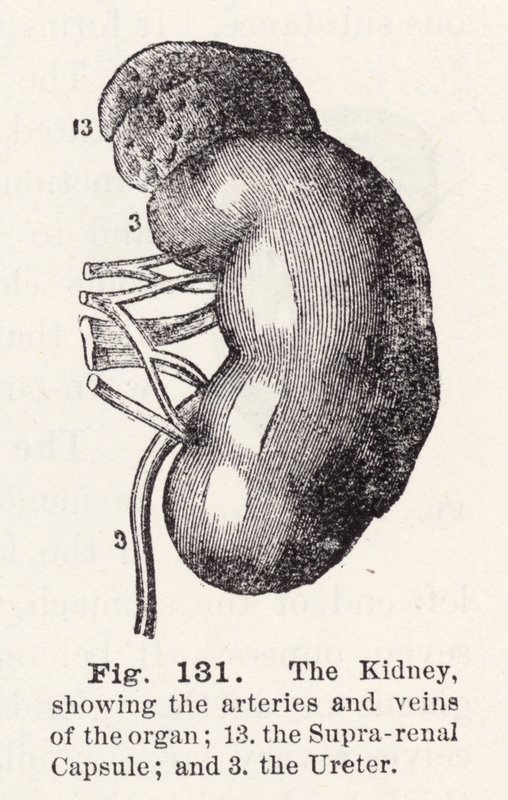 El riñón, mostrando las arterias y venas del órgano (grabado) de English School