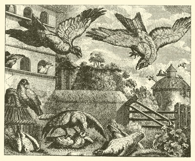 La cometa y las palomas (grabado) de English School