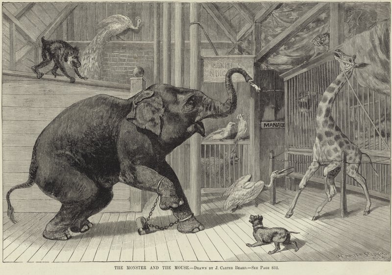 El monstruo y el ratón de English School