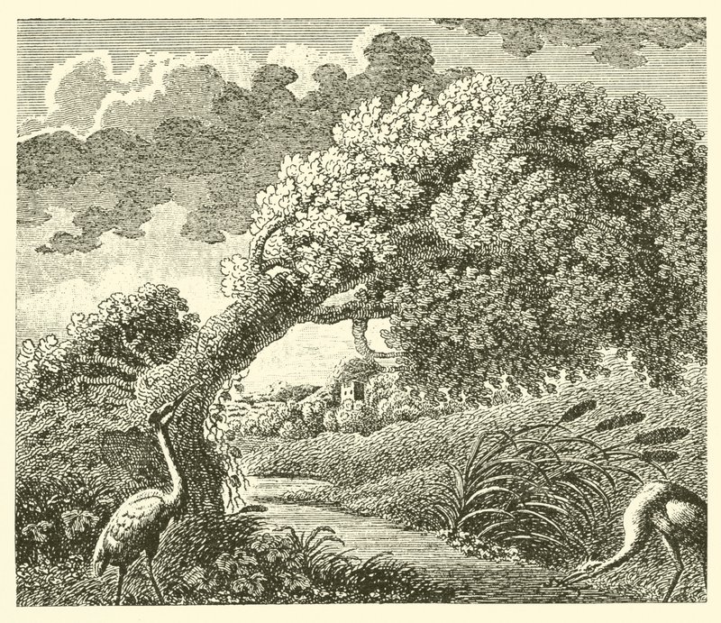 El roble y la caña (grabado) de English School