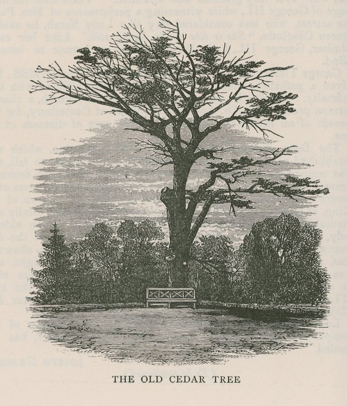 El viejo cedro, Holland House de English School