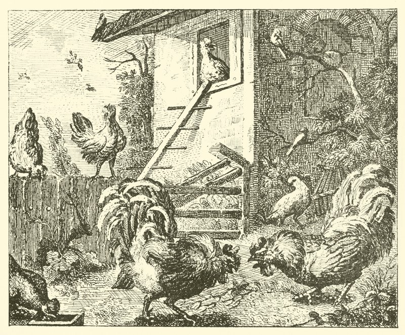 La perdiz y los gallos (grabado) de English School