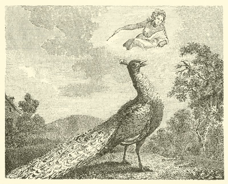 La queja del pavo real (grabado) de English School