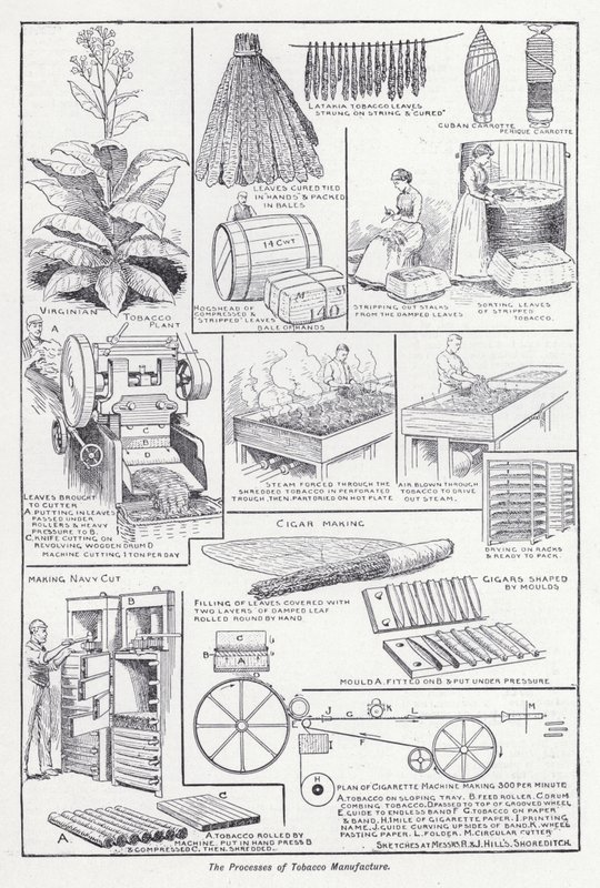 Los procesos de fabricación del tabaco de English School
