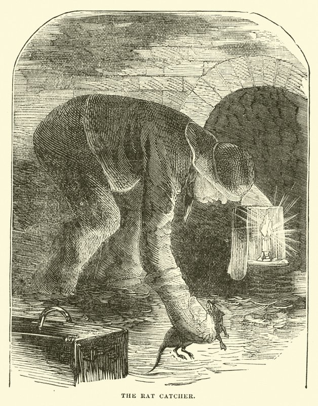 El cazador de ratas de English School