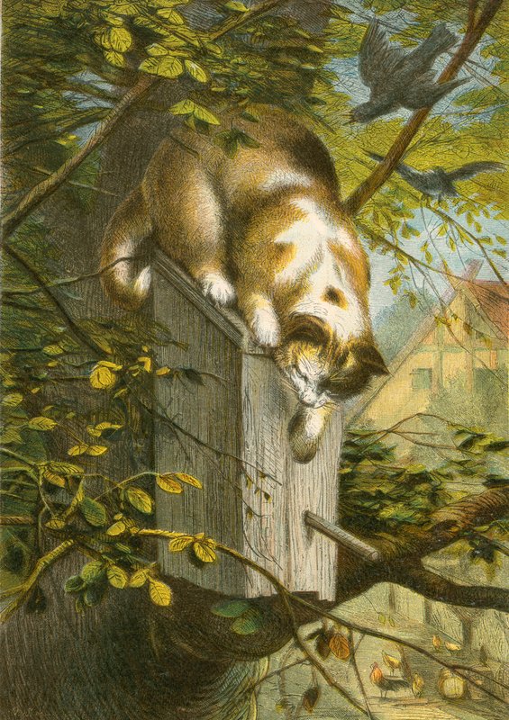 El estornino y su nido, y el gato de English School