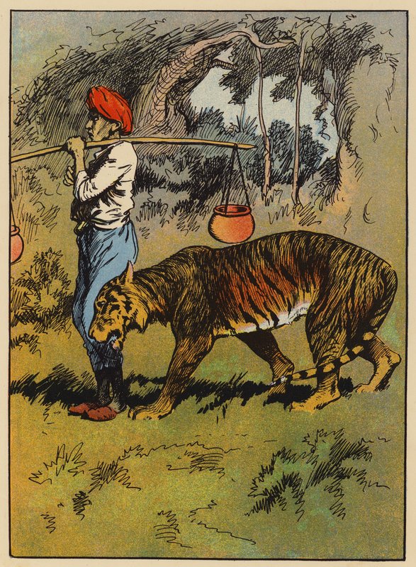 El tigre se frota contra la pierna del hombre (lito de color) de English School