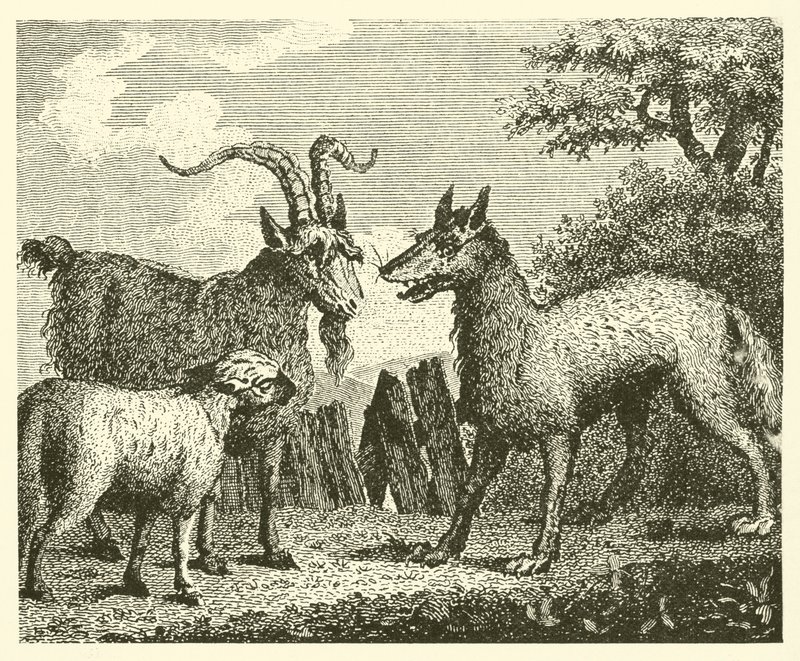 El lobo, el cordero y la cabra (grabado) de English School
