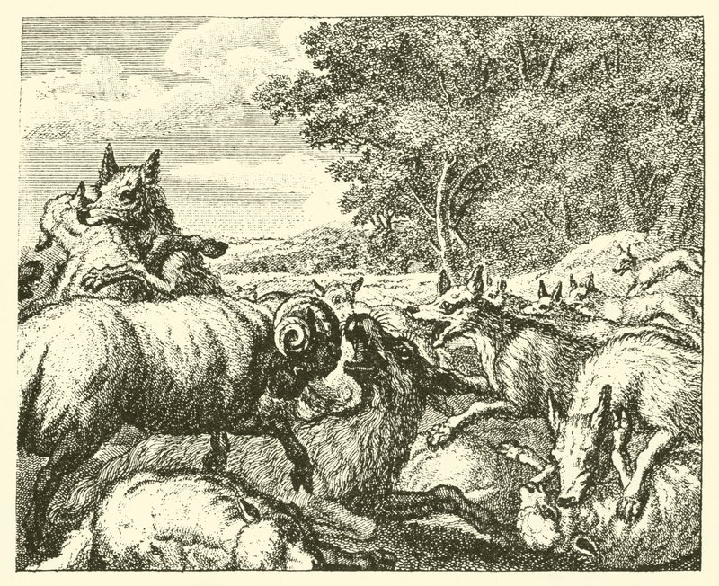 Los lobos y las ovejas (grabado) de English School