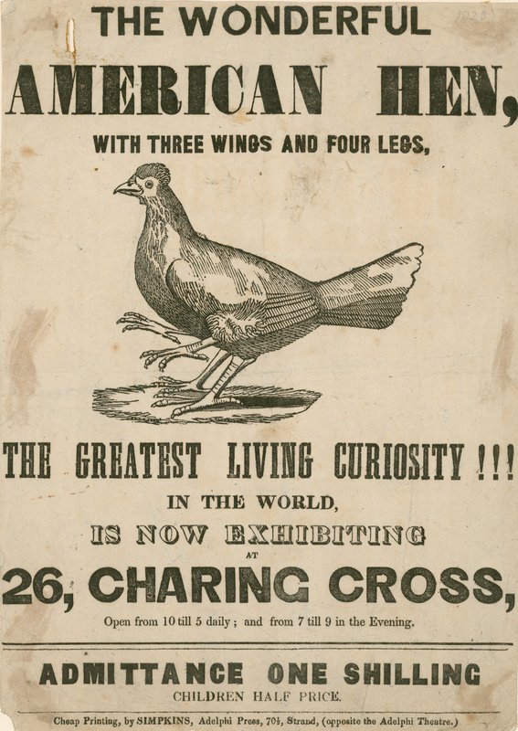 La maravillosa gallina americana, con tres alas y cuatro patas de English School