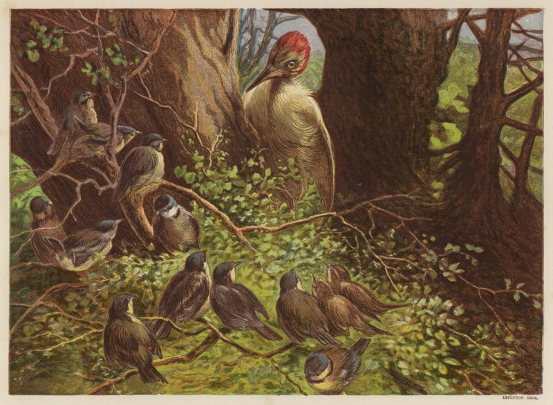 El pájaro carpintero golpeando el haya hueca (lito de color) de English School