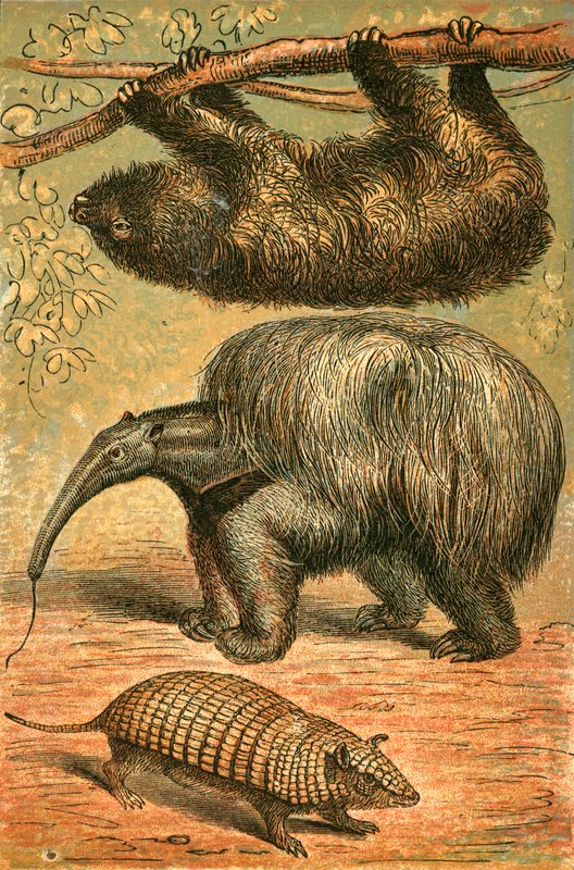 Perezoso de tres dedos, gran oso hormiguero y armadillo de English School