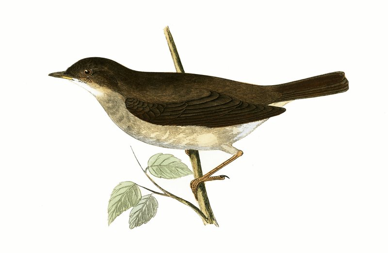 Ruiseñor, ilustración de 