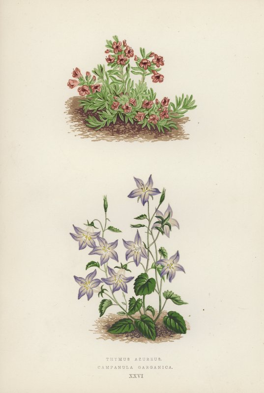 Thymus azureus; Campanula garganica (litografía en color) de English School