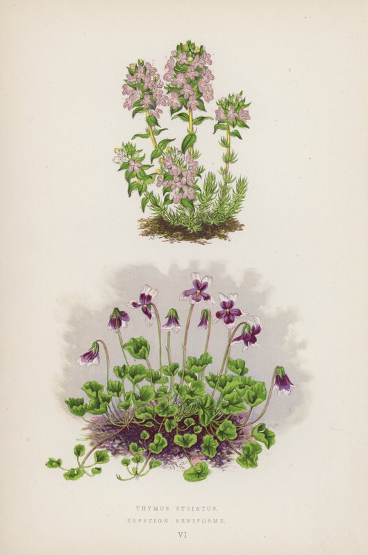 Thymus Striatus; Erpetion Reniforme (litografía en color) de English School