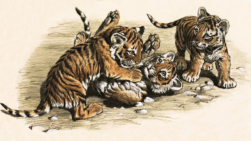 Cachorros de tigre de English School
