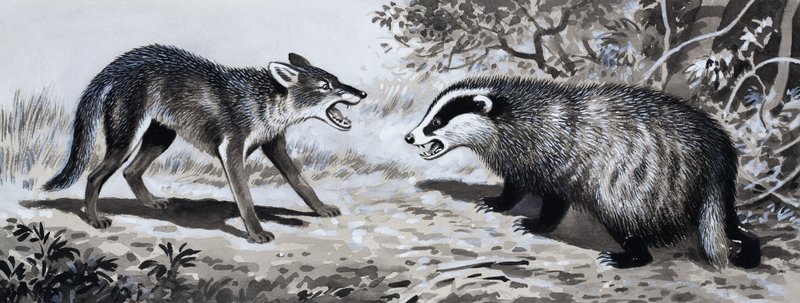 Diente y Garra: Animales en Combate de English School