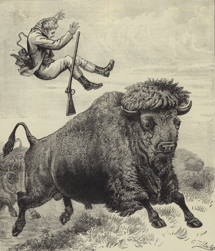 Arrojado por un toro de la pradera de English School