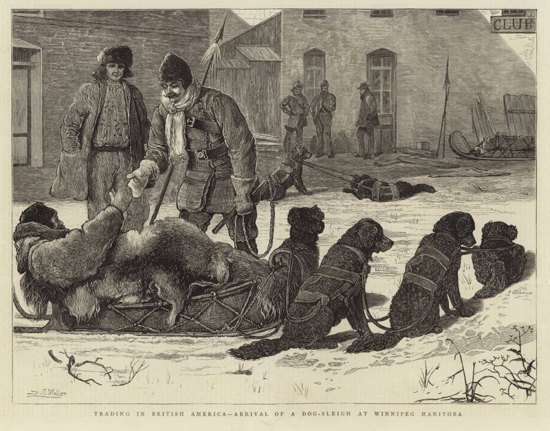 Comercio en la América Británica - Llegada de un trineo de perros a Winnipeg, Manitoba de English School