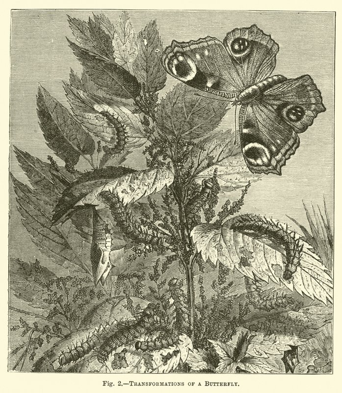 Transformaciones de una mariposa de English School