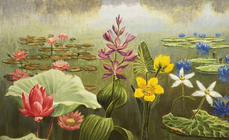 Plantas acuáticas tropicales de English School